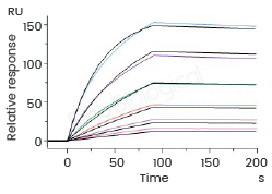 重组Fc受体蛋白：种类齐全，支持多场景应用！