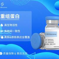 重组人表皮生长因子/EGF蛋白 | Recombinant Human EGF Protein