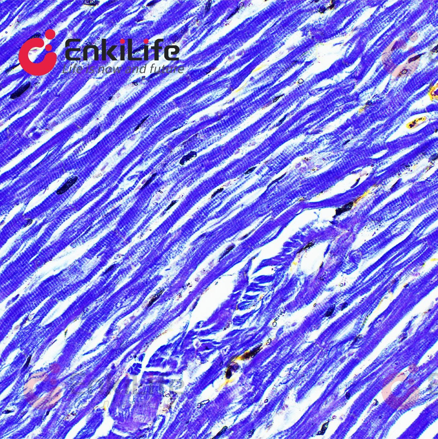 Mallory磷钨酸苏木素染色液(PTAH化学氧化法)
