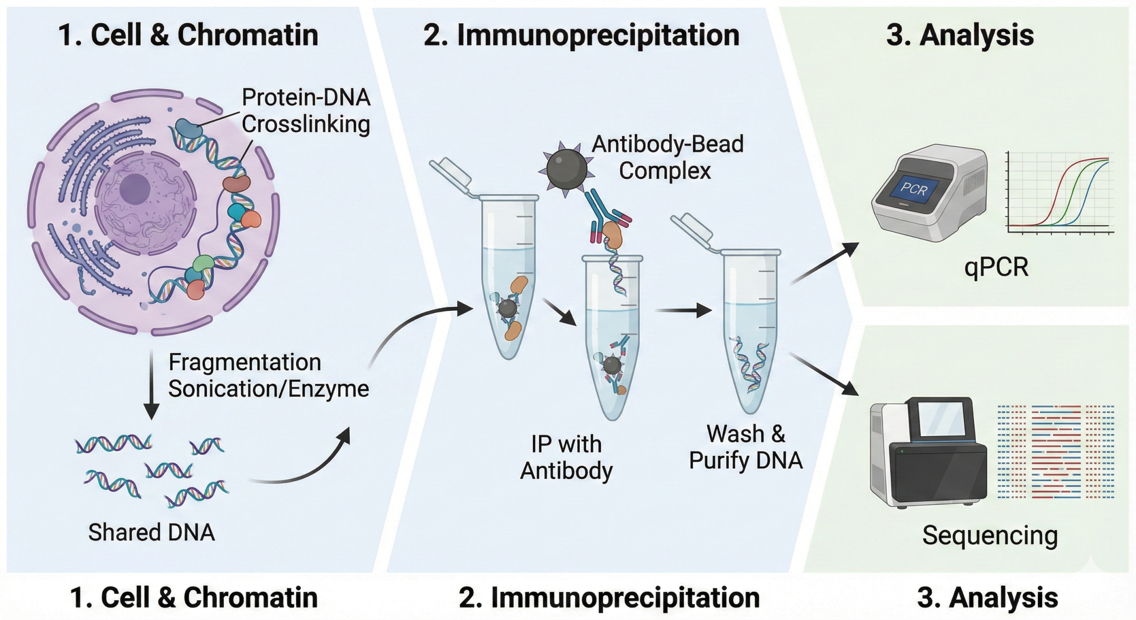 解锁蛋白 - DNA 结合密码：CHIP 实验技术深度详解