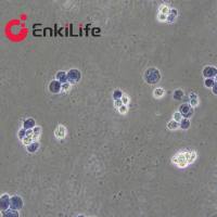 台盼蓝染色液(0.2%)