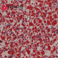 改良油红O染色液