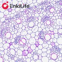 番红O-固绿植物组织染色液