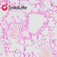 核固红染色液(0.1%)