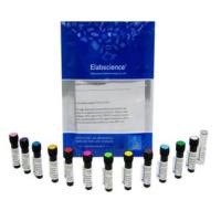 PE/Elab Fluor®594 Anti-Human CD33 Antibody[WM53]-货号：AN00923P