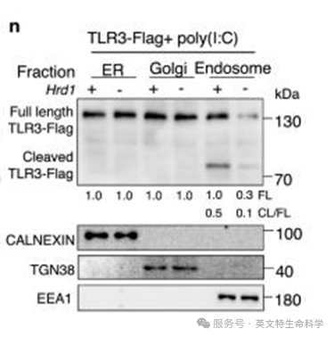 “物流”决定命运：细胞如何精准投递“病毒警报器”？浙大团队《Nature Communications》揭示先天免疫新机制