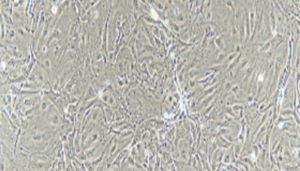 大鼠原代甲状腺上皮细胞