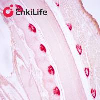 茜素红S染色液(0.1%,pH4.2)