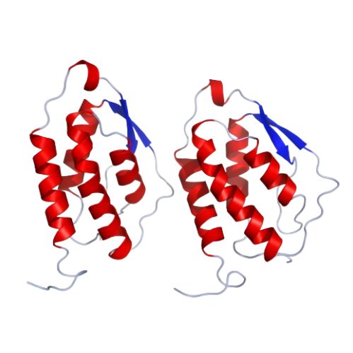 重组猪GM-CSF蛋白 | Recombinant Porcine GM-CSF, 34-193 aa, His-tag