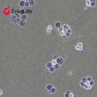 台盼蓝染色液(0.4%)
