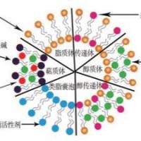 HPTS与荧光素酶协同标记的抗EGFR脂质体：实现肿瘤组织可视化识别与诊疗一体化