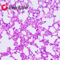 伊红染色液(醇溶)