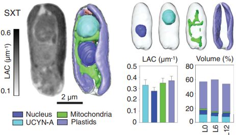 第一种固氮真核生物登上Science！软X射线成像技术揭示细胞器进化之谜