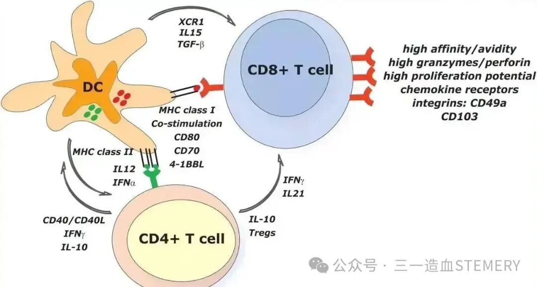 “要血液细胞 找三一造血”系列之DC细胞
