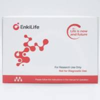 改良Van Gieson(VG)染色液