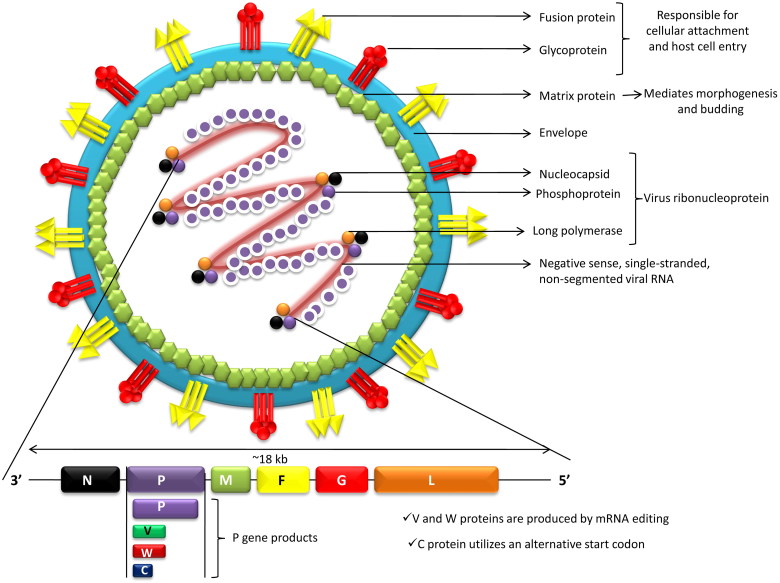 尼帕病毒（Nipah virus, NiV）再现 | AntibodySystem提供NiV试剂盒，蛋白和抗体助力相关研究(文末附本月引用文献)