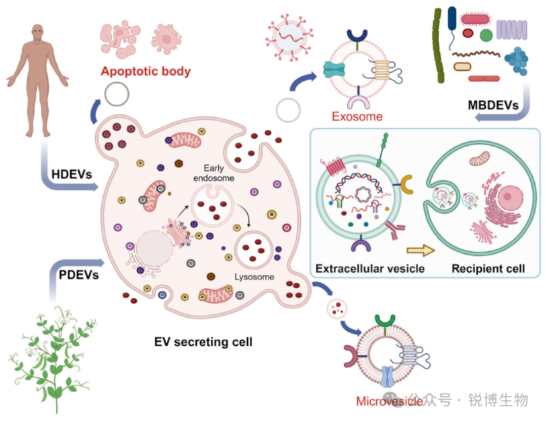 告别繁琐离心与样本焦虑，让外泌体研究化繁为简