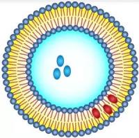 含超顺磁性氧化铁纳米颗粒(SPIONs)的pH敏感脂质体用于肿瘤靶向磁共振成像与药物递送