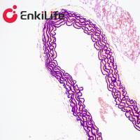 弹力纤维染色液(改良Gomori醛品红法)