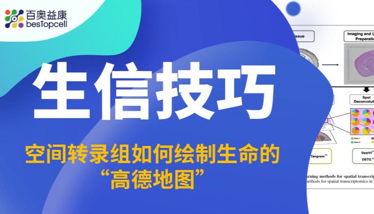 生信技巧 | 别再让组织“失语”：空间转录组如何绘制生命的“高德地图”？