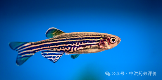 神经系统药效功能评价的热点动物模型实验