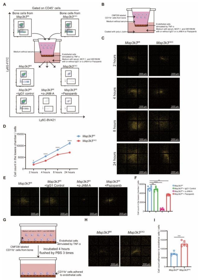 6390504238479970694952809