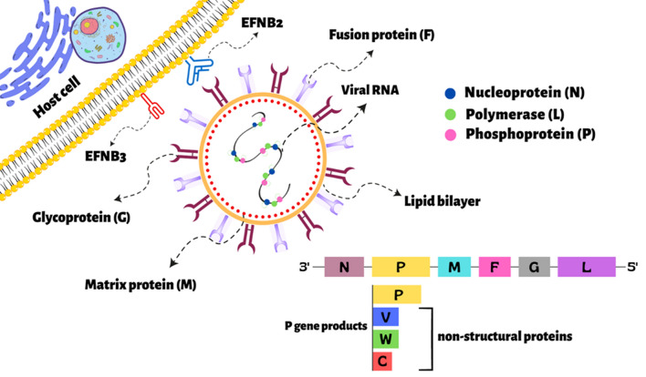 佰乐博生物蛋白抗体——尼帕病毒（Nipah virus, NiV）核心受体Ephrin-B2与Ephrin-B3蛋白抗体试剂盒现货产品