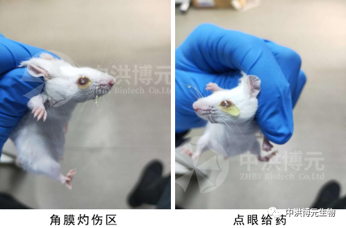 眼角膜碱伤模型