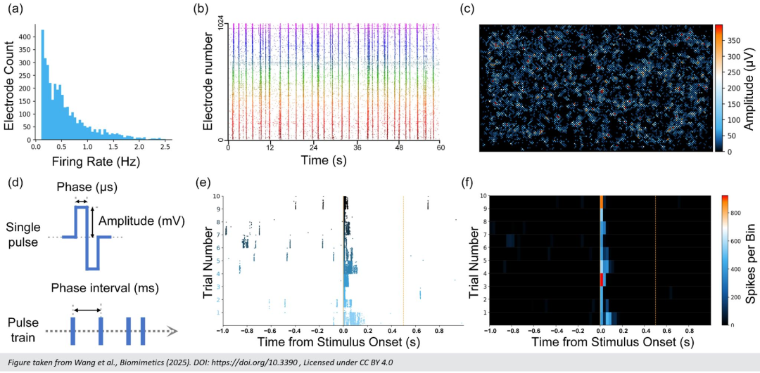 前沿研究依托高密度微电极阵列技术，首次实现让体外神经网络“看见”并识别图像