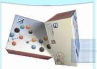 小鼠抗内皮细胞抗体ELISA试剂盒