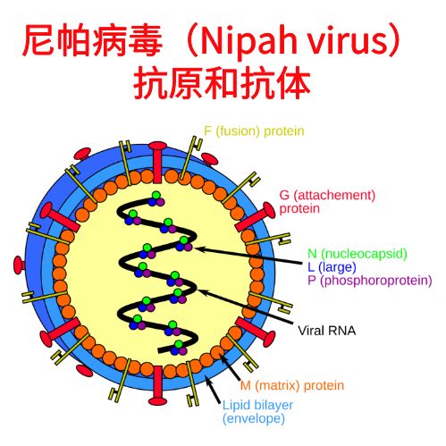 Nipah virus全套研究工具