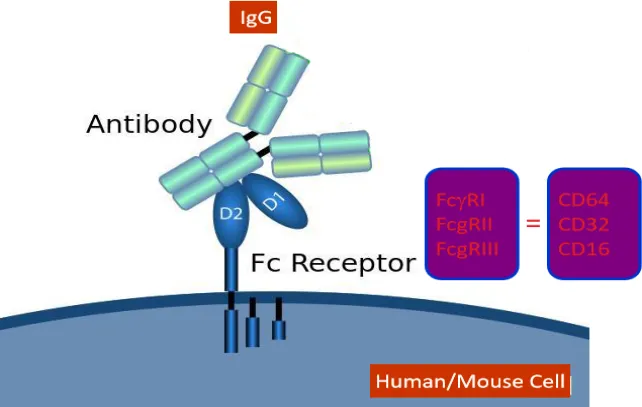 流式实验避坑指南：非特异性结合的成因与预防