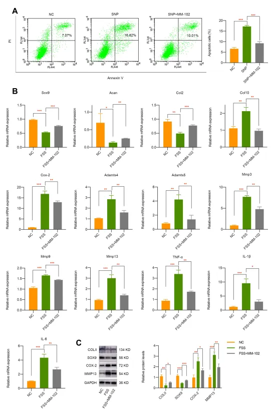 异常流体剪切应力通过 H3K4me3 对 ZBTB20 的表观遗传调控促进关节软骨发病机制