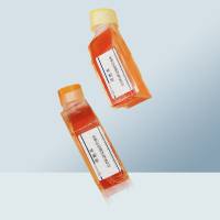 RMUG-S细胞（人卵巢癌细胞）