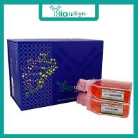 RMUG-S（人卵巢癌细胞）