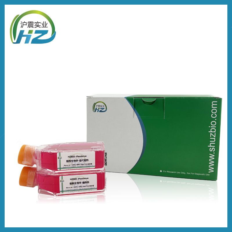 RMUG-S细胞(人卵巢癌细胞)