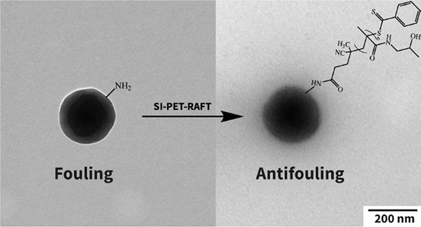 ApogeeFlow纳米流式仪文章分享,荷兰阿姆斯特丹大学及天津大学科研团队发表在Langmuir 上 “Formation and Characterization of Stable Antifouling Colloidal Particles via Surface-Initiated-Photoinduced Electron Transfer-Reversible Addition–F