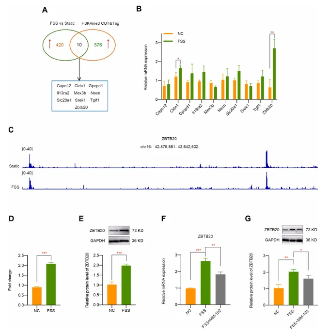异常流体剪切应力通过 H3K4me3 对 ZBTB20 的表观遗传调控促进关节软骨发病机制