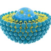 精准激活肿瘤免疫：抗 CD137 抗体与 IL-2 Fc 融合蛋白双修饰免疫脂质体降低系统毒性并诱导持久免疫保护