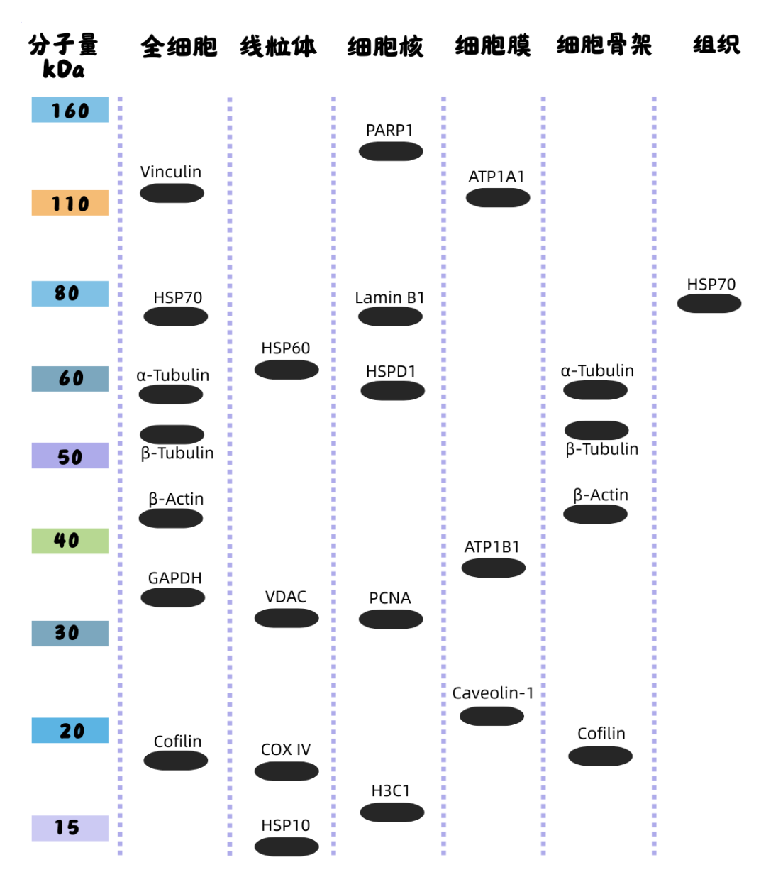 蛋白内参选错惨被批？避坑指南来了