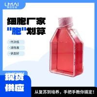 HO-1-N-1细胞(人鳞状上皮细胞)