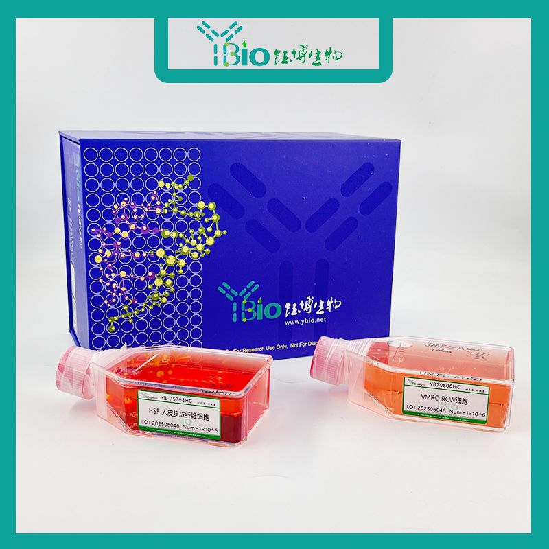 TM-31(人乳腺癌细胞)