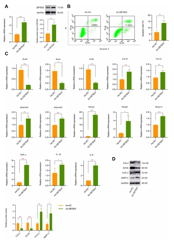 异常流体剪切应力通过 H3K4me3 对 ZBTB20 的表观遗传调控促进关节软骨发病机制