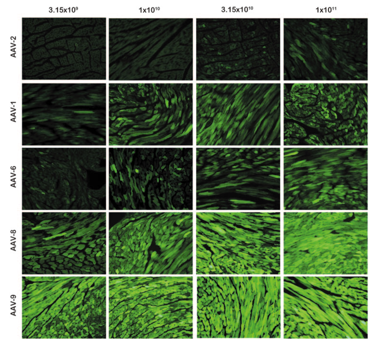 【心血管干货篇】AAV在心脏研究中的特异性靶向策略