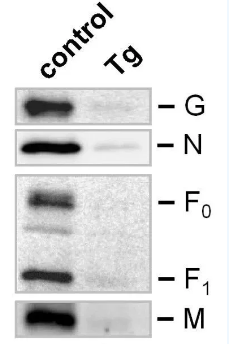 权威验证！AntibodySystem尼帕病毒（Nipah virus, NiV）相关产品被全球科研机构广泛引用