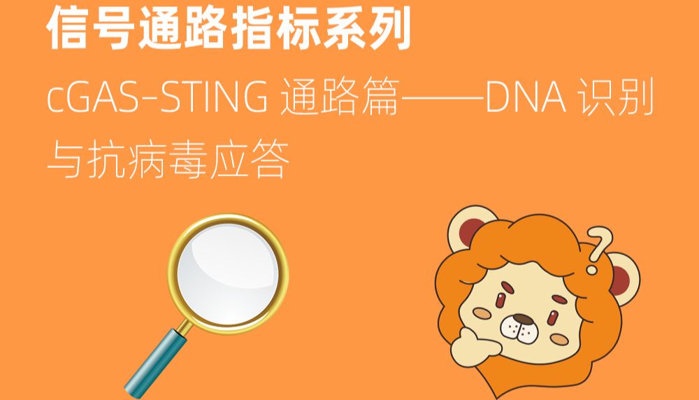 04｜信号通路指标系列：cGAS–STING 通路篇——DNA 识别与抗病毒应答