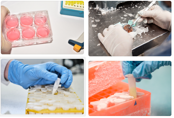 冻存细胞能否用于高质量细胞核提取