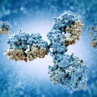 单B细胞抗体筛选服务