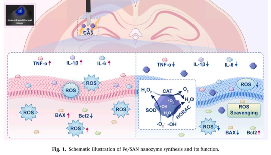 文献速递 ｜ 单原子纳米酶+激光热疗：癫痫治疗新范式！玉研脑立体定位仪助力精准神经干预