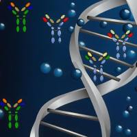 重组抗体表达纯化服务